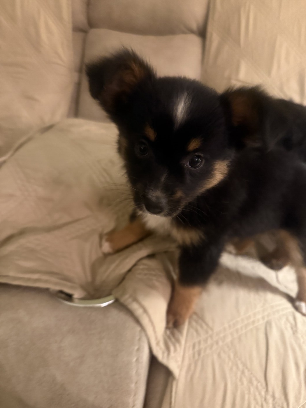 Rising Champ (Hydden Sugar and Spice @HFA "Pepper")