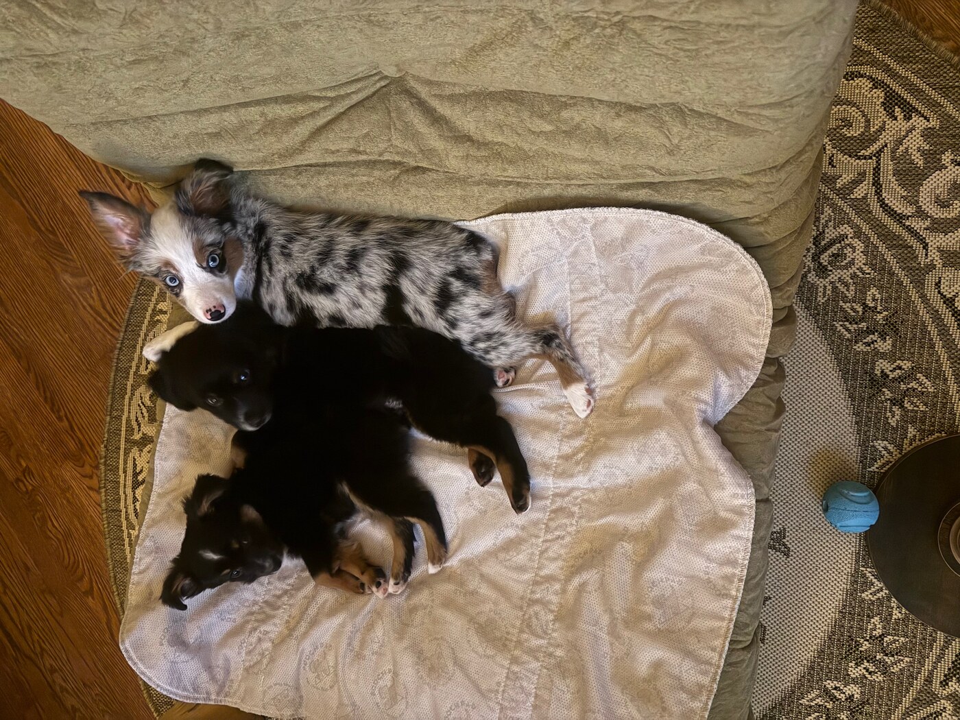 CHAMPION PUPPY (She's Got It All "Bunny")