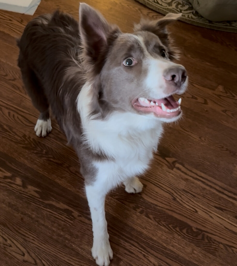 ABCA and AKC (Charlie)