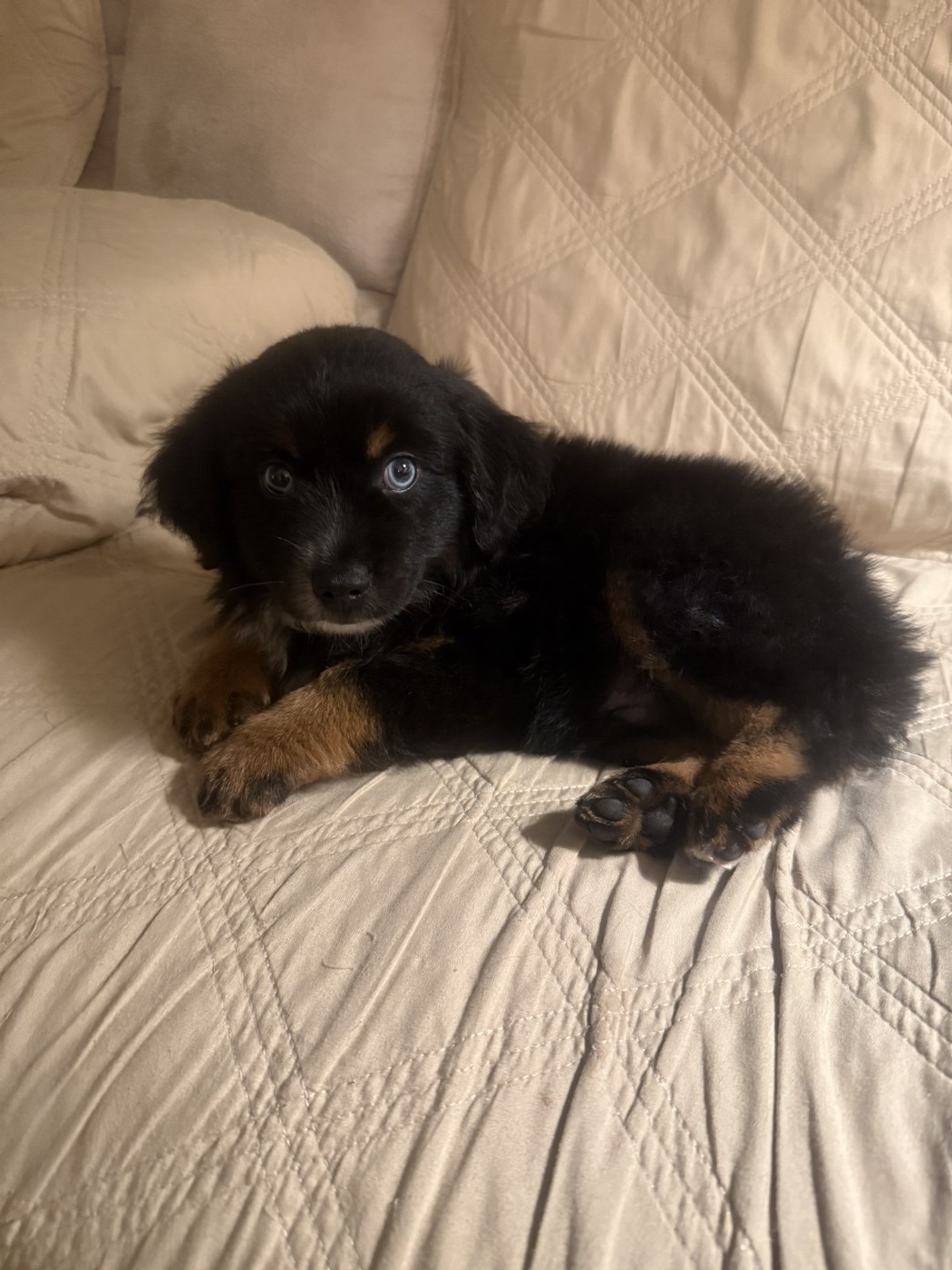 Rising Champ (Lindsey's Midnight Warrior @HFA "Ruedi")