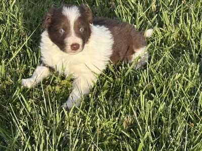 Oliver (ABCA/AKC) (Oliver)