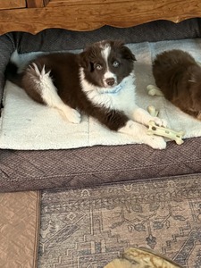 Oliver (ABCA/AKC) (Oliver)