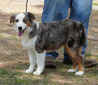 CHAMPION  (Lindsey's Scarlett Darlin @ HFA 