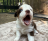 Harper