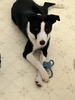 Collie (Cascade 542933)